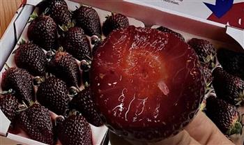 "اللؤلؤة السوداء".. فراولة غريبة تحدث صدمة في الصين