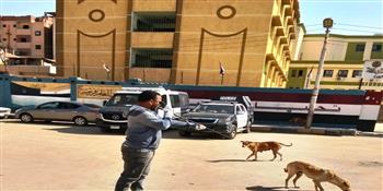 بيطرى أسوان: تطعيم الكلاب الضالة لحماية المواطنين والحفاظ على سلامتهم 