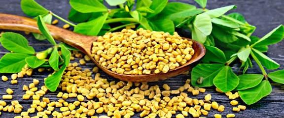 تناول الحلبة للتخلص من الوزن الزائد