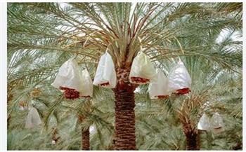 مسؤول عراقي سابق: تجربة زراعة النخيل الحديثة تنقذ الأصناف المهددة وترفع إنتاجية التمور في العراق