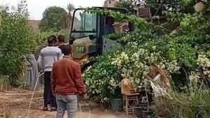 زراعة الأقصر تحقق تقدماً ملحوظاً في الزراعات الشتوية  وتتصدى للتعديات على الأراضى الزراعية