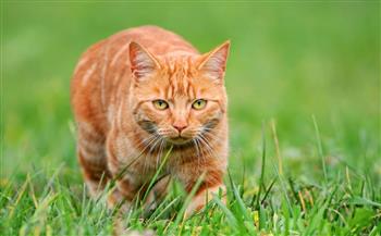 إقامة مجانية ومميزات متعددة.. جزيرة يونانية لعشاق القطط