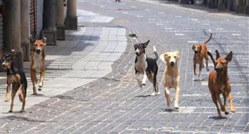 نقابة البيطريين توضح الخطة الكاملة للتعامل من الكلاب الضالة