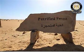 مجلس الوزراء يوضح حقيقة ما أُثير بشأن التعدي على الأشجار المتحجرة داخل محمية الغابة المتحجرة بالتجمع