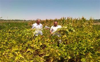 "بحوث الصحراء" ينفذ تجربة بحثية ناجحة لزراعة فول الصويا بالوادي الجديد