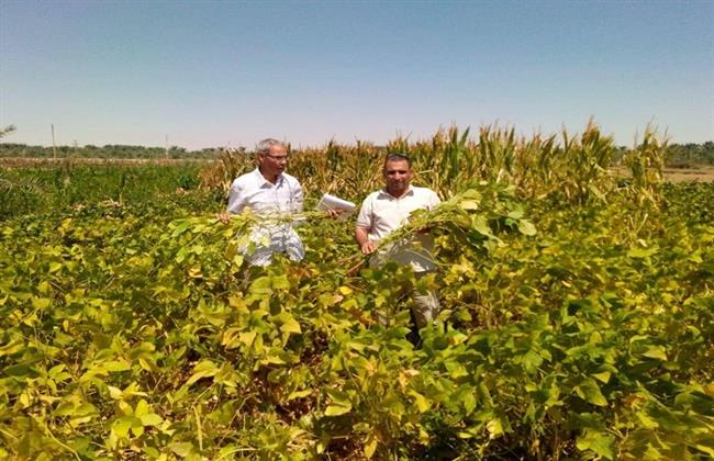 "بحوث الصحراء" ينفذ تجربة بحثية ناجحة لزراعة فول الصويا بالوادي الجديد