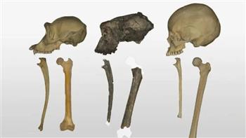 دراسة تفجر مفاجأة عن أشباه البشر قبل 7 ملايين عام
