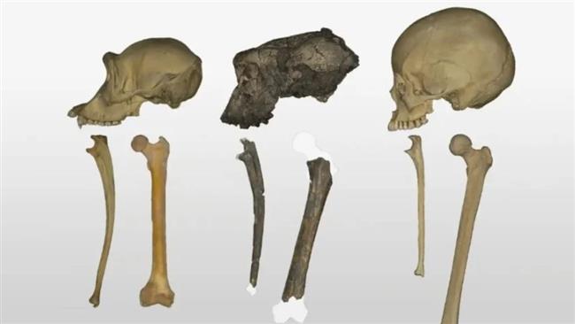 دراسة تفجر مفاجأة عن أشباه البشر قبل 7 ملايين عام