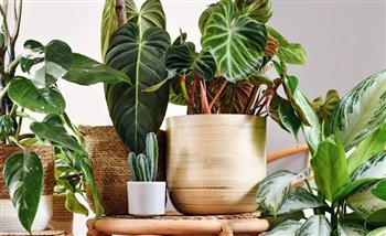 مع بداية العام... نباتات منزلية تجلب الحظ والطاقة الإيجابية