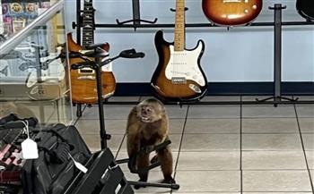 الشرطة الأمريكية تقبض على قرد مشاغب حطّم عشرات الجيتارات