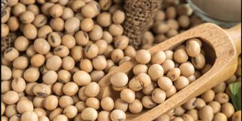 الصين تشتري 10 شحنات فول صويا أمريكية مع اقترابها من مستهدفات الاتفاق التجاري