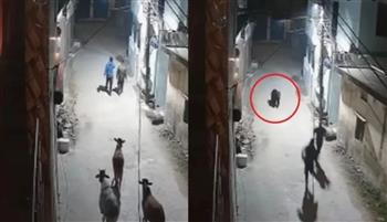 رعب في الهند.. دب يطارد المارة في الليل (فيديو)