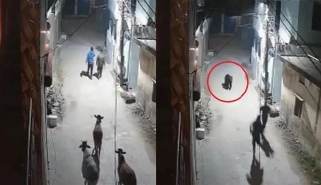 رعب في الهند.. دب يطارد المارة في الليل (فيديو)