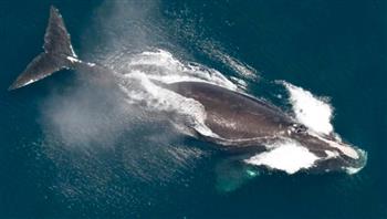 تطور إيجابي.. ولادة 15 حوتًا نادرًا مهددًا بالانقراض