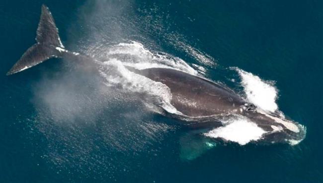 تطور إيجابي.. ولادة 15 حوتًا نادرًا مهددًا بالانقراض