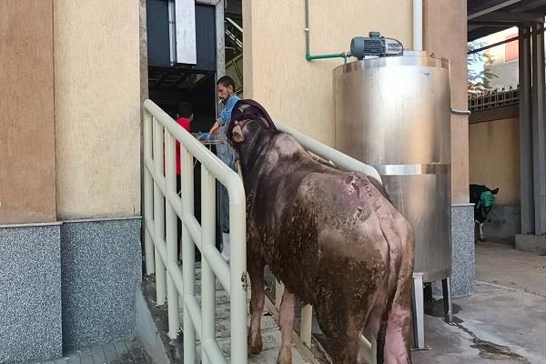 محافظ كفر الشيخ: التشغيل التجريبي لمجزر دسوق.. تمهيدًا لافتتاحه