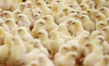 الزراعة: ليس هناك مبرر لارتفاع أسعار الكتاكيت في الأسواق