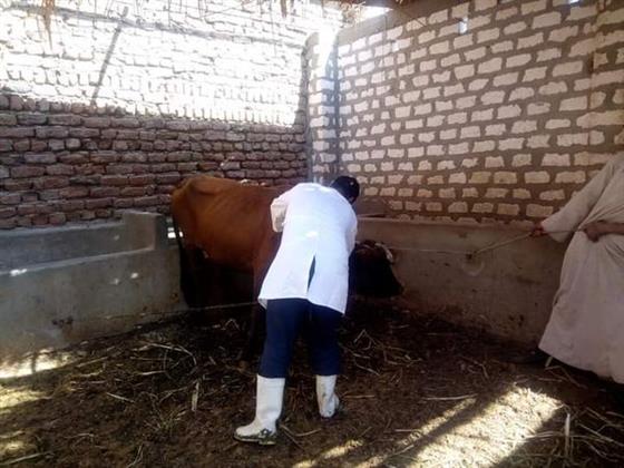 "بيطري الأقصر" تشّكل لجانا لفحص وتحصين الماشية في الأسواق حفاظًا على الثروة الحيوانية