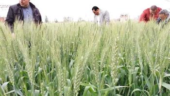 "زراعة دمياط": زراعة 20 ألف فدان من القمح بالمحافظة