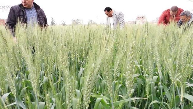 "زراعة دمياط": زراعة 20 ألف فدان من القمح بالمحافظة