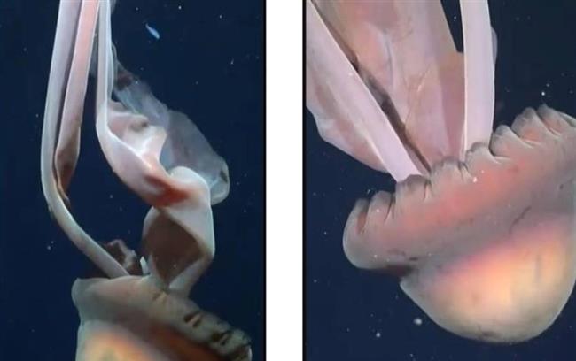 يسبح بلطف.. رصد نادر لقنديل البحر العملاق في الأرجنتين