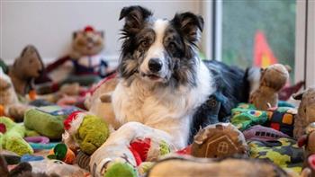  الأذكى في بريطانيا.. كلب يحفظ أسماء 221 لعبة