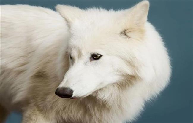 واحد مدى الحياة.. هكذا تحزن الذئاب بعد وفاة الشريك