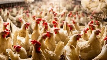 المركز الإعلامي لمجلس الوزراء ينفي ظهور "إنفلونزا الطيور" ببعض المزارع