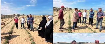 محافظ شمال سيناء بقوم بجملة جولة حقلية بالشيخ زويد لمتابعة النباتات الطبية العطرية الذهب الأخضر