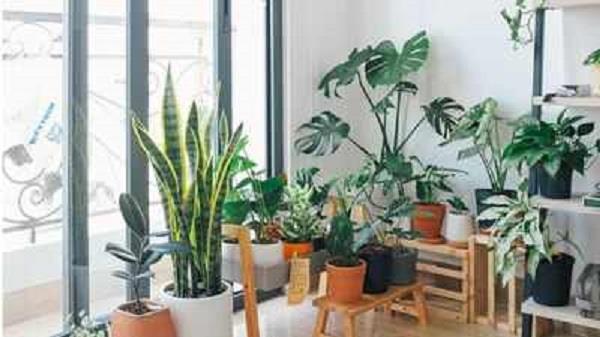 لا تحتاج إلى شرفة.. 4 نباتات تنمو وتزدهر داخل المنزل