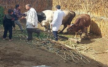 محافظة المنيا: تحصين 63 ألفًا و977 رأس ماشية ضد الأمراض الوبائية