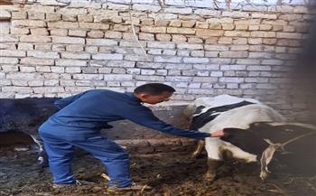 محافظ أسيوط: تحصين نحو 30 ألف رأس ماشية خلال الأسبوع الثالث من الحملة القومية