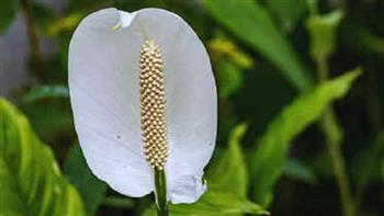 وفقا لعلم الطاقة.. 4 نباتات تجذب الرخاء والاستقرار