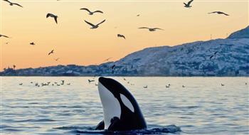 الحيتان القاتلة في مضيق جبل طارق تتواصل بلغة غير معروفة