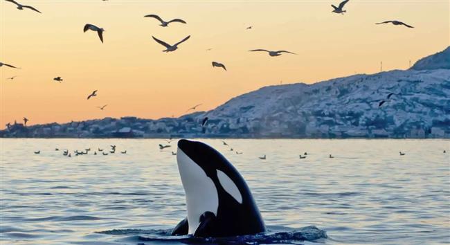 الحيتان القاتلة في مضيق جبل طارق تتواصل بلغة غير معروفة