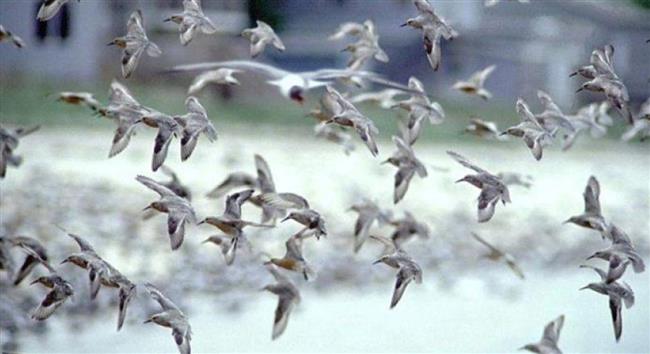 دراسة: ضوضاء البشر تؤثر على تكاثر الطيور