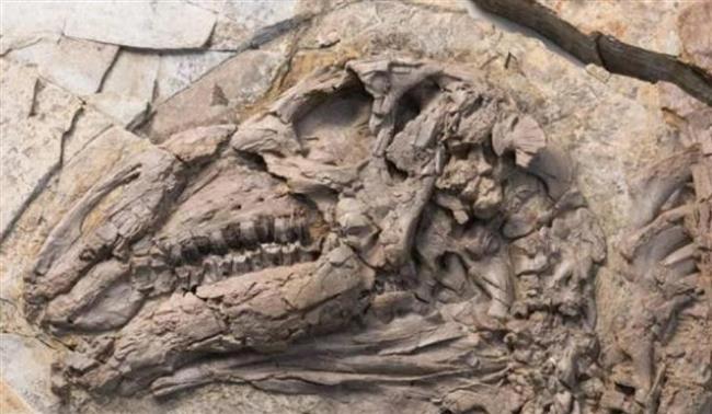 اكتشاف ديناصور بأشواك فريدة وحراشف كبيرة