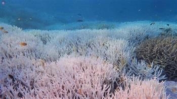 الابيضاض يطال نصف الشعاب المرجانية بين 2014 و2017