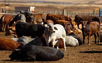 انخفاض صادرات اللحوم بجنوب أفريقيا بنسبة 26%بسبب الحمى القلاعية