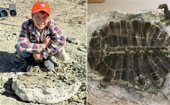 في نزهة عائلية.. طفل يعثر على أحفورة سلحفاة نادرة عمرها 50 مليون سنة