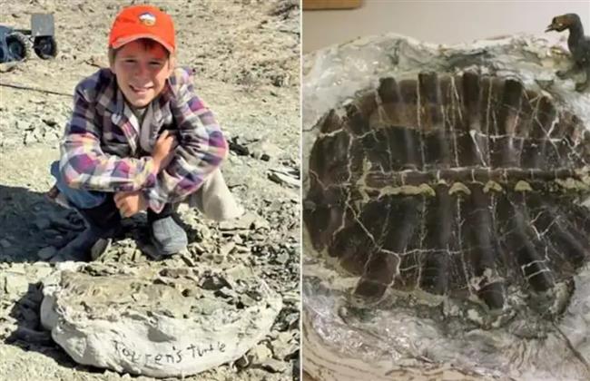 في نزهة عائلية.. طفل يعثر على أحفورة سلحفاة نادرة عمرها 50 مليون سنة