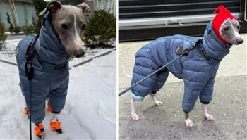 فيديو.. الكلب المدلل "غريغ" يشعل الإنترنت بسبب "حذاء ثلجي"