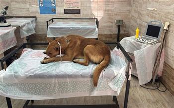 تعقيم أكثر من 750 كلباً.. حملات تجوب مراكز البحيرة ضمن مبادرة "مصر خالية من السعار"  