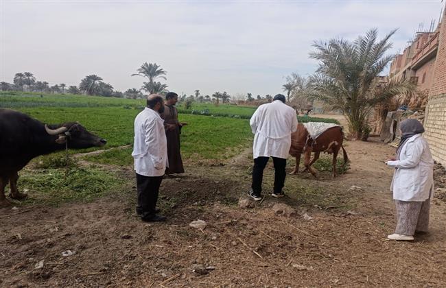 محافظ الفيوم: تحصين أكثر من 20 ألف رأس ماشية ضد مرض الحمى القلاعية والوادي المتصدع خلال شهر