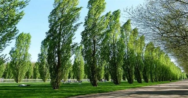 "نفحات خضراء" تُنبت الحياة في دسوق.. 2000 شجرة تعيد التوازن البيئي لمدينة الأولياء