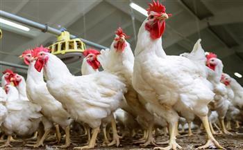 أسعار الدواجن اليوم السبت 14 فبراير 2026 في المزرعة