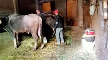 محافظ الدقهلية: تحصين 198 ألف رأس ماشية في الحملة القومية الاستثنائية للتحصين ضد الحمى القلاعية