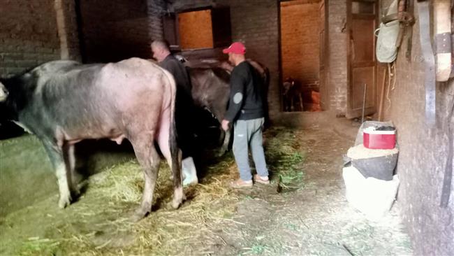 محافظ الدقهلية: تحصين 198 ألف رأس ماشية في الحملة القومية الاستثنائية للتحصين ضد الحمى القلاعية