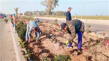 زراعة 32 ألف شتلة بالجزيرة الوسطى لمحور 30 يونيو مدخل كفر الشيخ