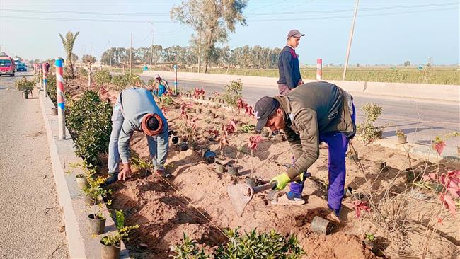 زراعة 32 ألف شتلة بالجزيرة الوسطى لمحور 30 يونيو مدخل كفر الشيخ